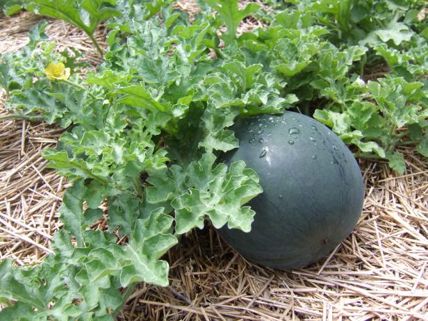 Watermelon Vine With Melon And Flower