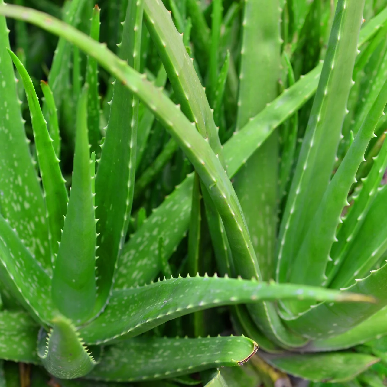 How to Cut an Aloe Plant Aloe Vera Uses and Benefits HGTV