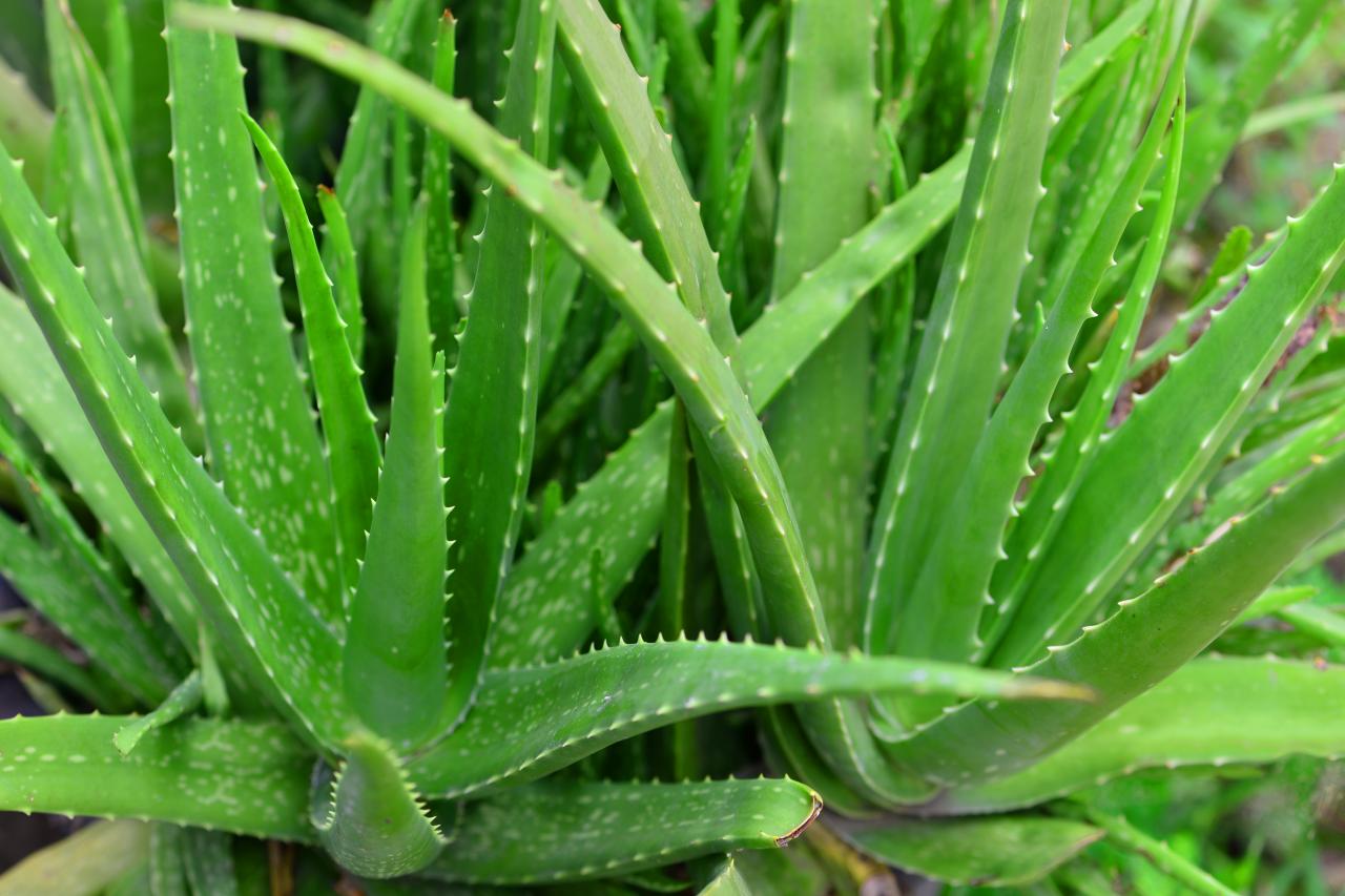 single aloe vera leaf