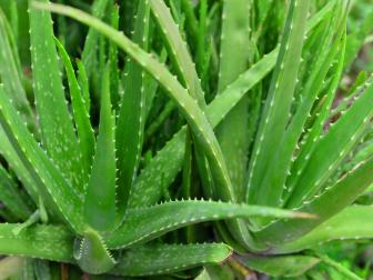 Aloe Vera Plant