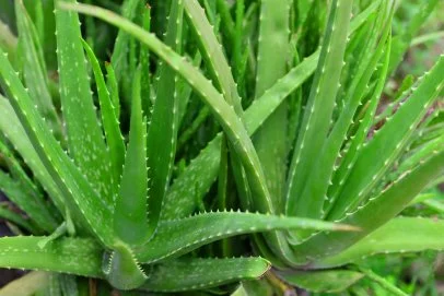 what is aloe vera gel Pure Aloe Vera Gel 200g
