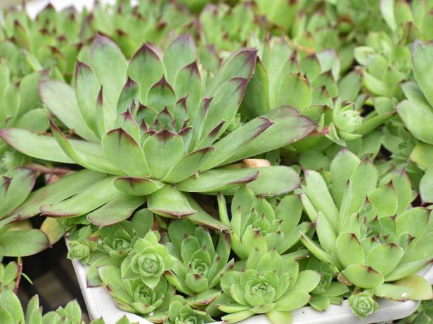 Hen and Chicks Succulents | DIY