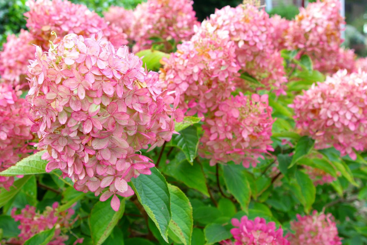 Growing Hydrangeas In Full Sun - Rona Mantar