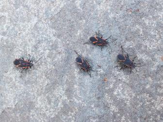 Get DIY deterrent tips to prevent infestations of ladybugs and box elder bugs.