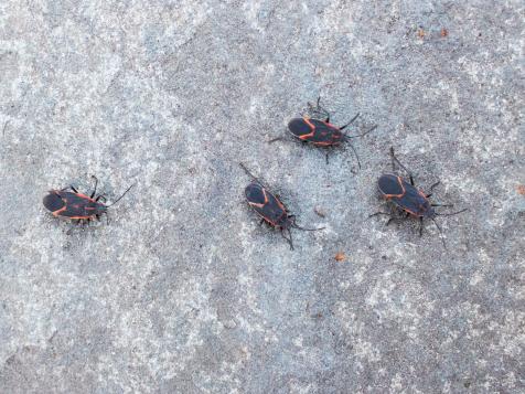 DIY Tips: How to Get Rid of Boxelder Bugs and Ladybugs