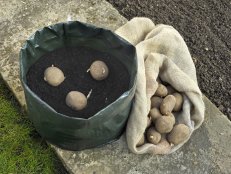 Irish potatoes can be grown on a small scale in various kinds of containers, in any area that gets at least six or eight hours of direct sunshine. For people with very small gardens or just a patio or porch, growing potatoes in containers can be interesting and productive. 