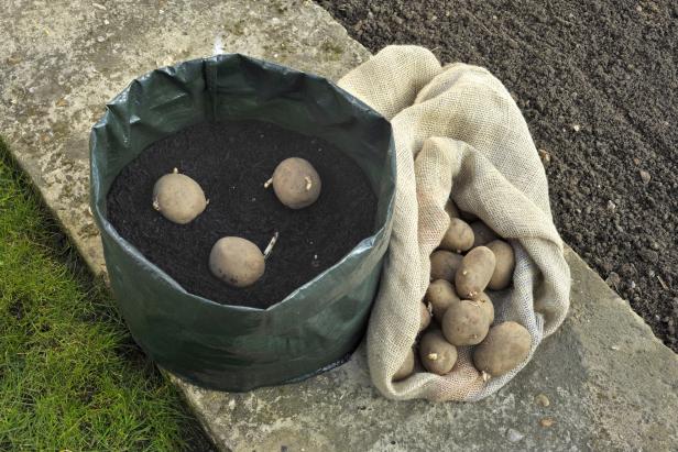 Irish potatoes can be grown on a small scale in various kinds of containers, in any area that gets at least six or eight hours of direct sunshine. For people with very small gardens or just a patio or porch, growing potatoes in containers can be interesting and productive. 