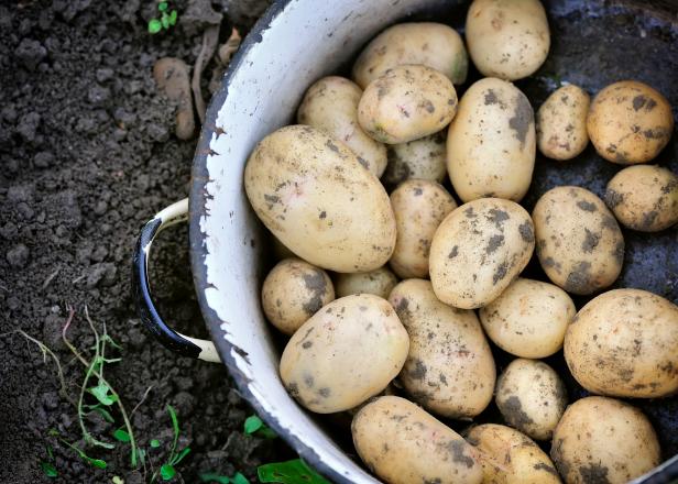 Growing New Potatoes Diy