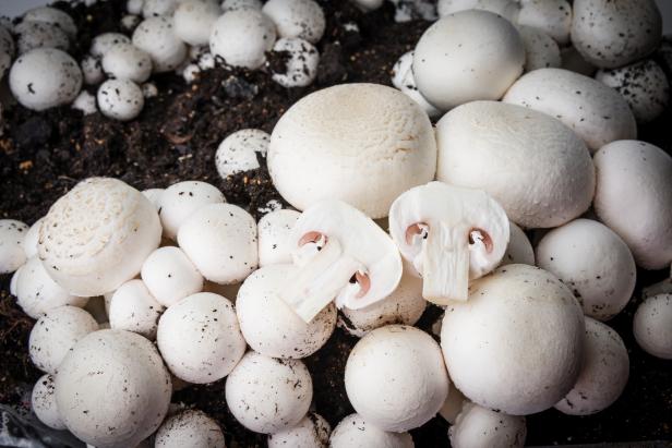 Mushrooms Growing in Soil