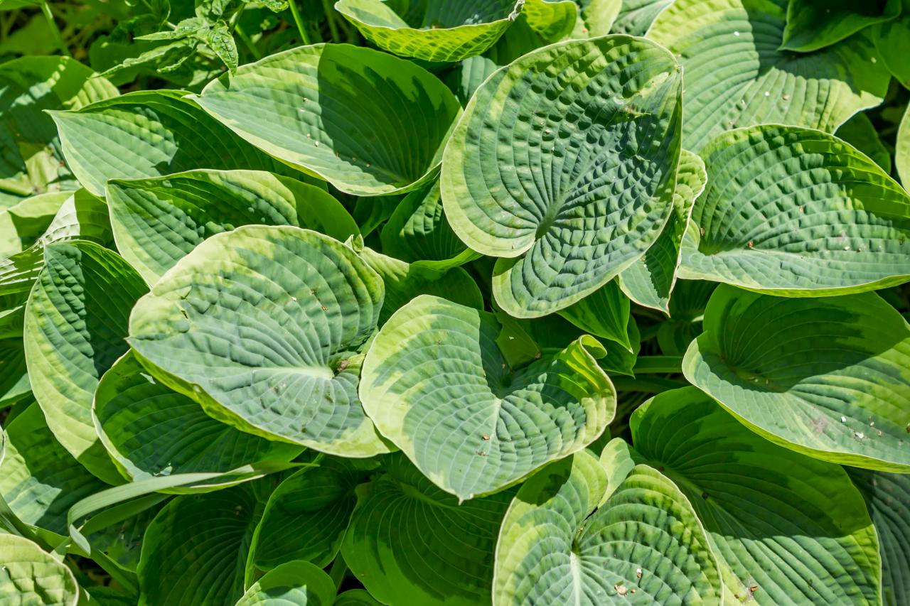 Hosta Frances Williams | DIY