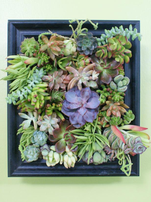 How To Make A Succulent Garden Shadowbox Diy