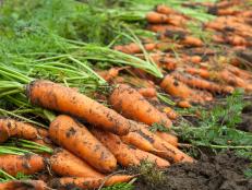 When to harvest carrots really depends on the variety that you are growing. It is important to look at the harvest dates when buying your seeds packets. Some carrots can be harvested at 58 days while others are in the 75 to 100 day time period. After planting your seeds, make a reminder on your calendar or phone for the days stated on the seed pack when they are ready to be harvested. This will serve as one way of knowing when to harvest your carrot crop.