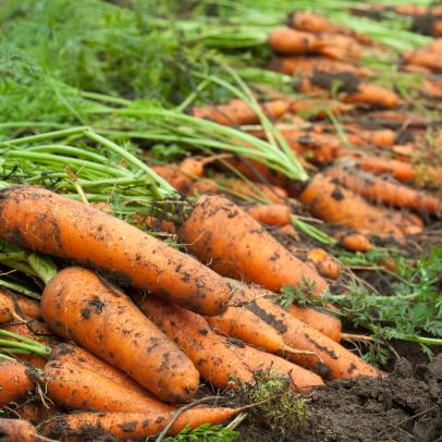 How Do You Know When Carrots Are Ready to Harvest? | HGTV