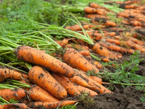 How Do You Know When Carrots Are Ready to Harvest?