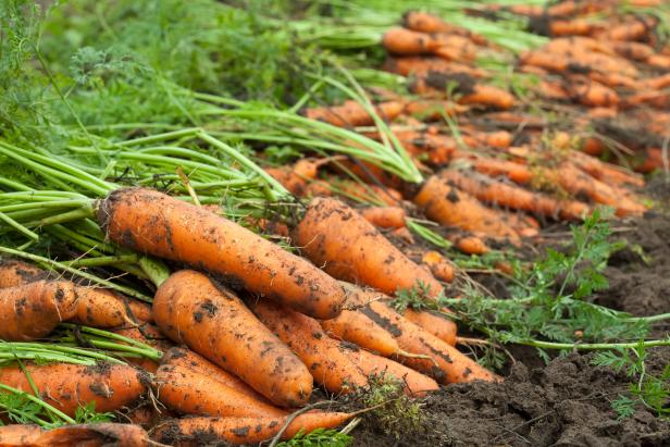 When to harvest carrots really depends on the variety that you are growing. It is important to look at the harvest dates when buying your seeds packets. Some carrots can be harvested at 58 days while others are in the 75 to 100 day time period. After planting your seeds, make a reminder on your calendar or phone for the days stated on the seed pack when they are ready to be harvested. This will serve as one way of knowing when to harvest your carrot crop.