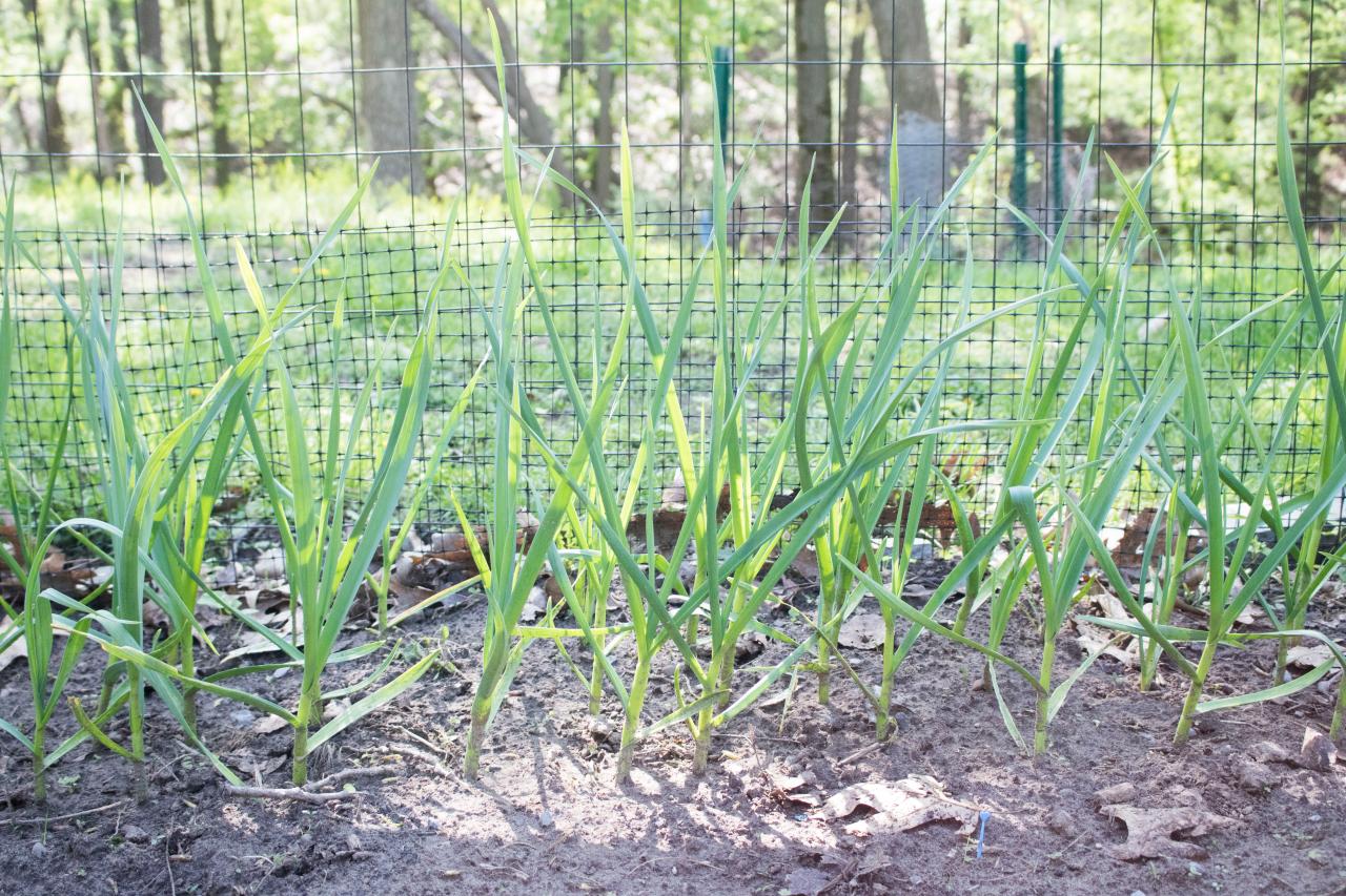 Garlic Harvesting Tips