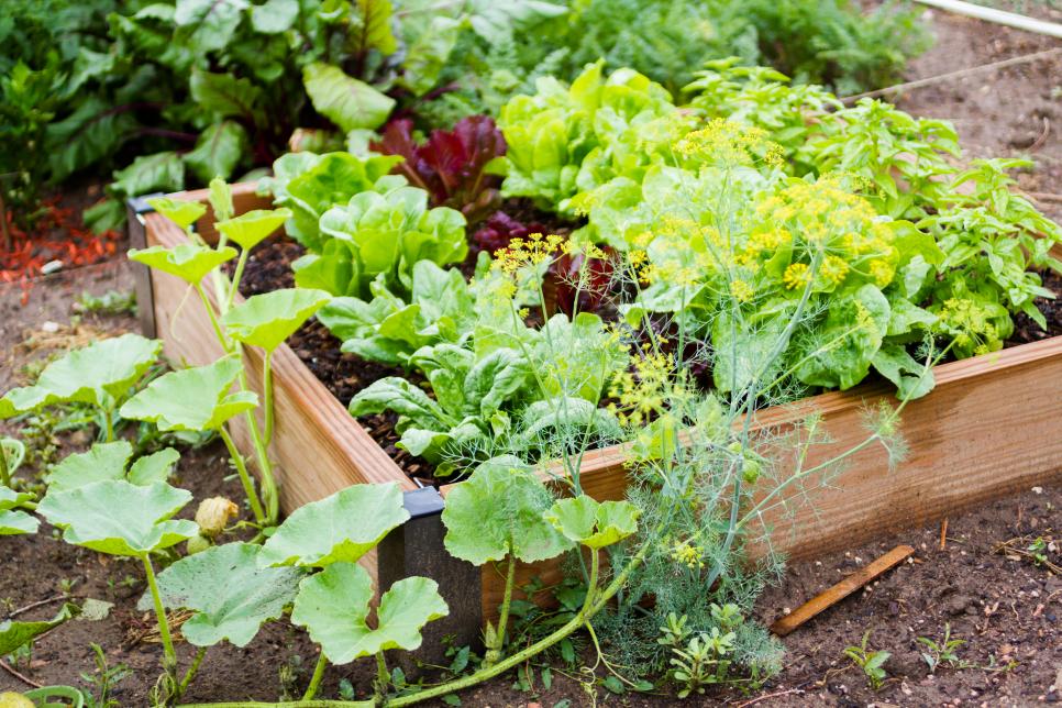 Healthy Fruit And Veggie Gardens Diy