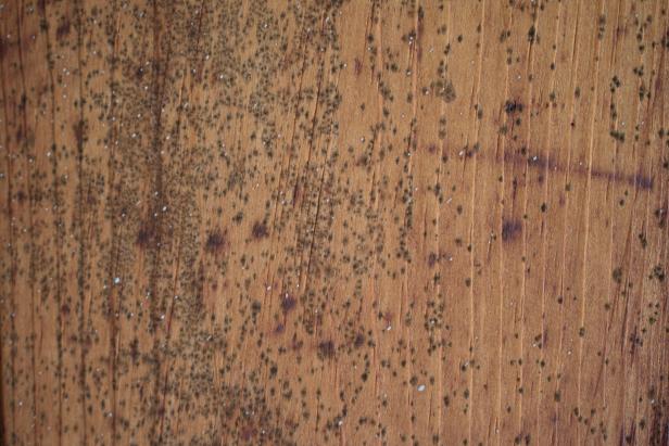 woodwork stains spores