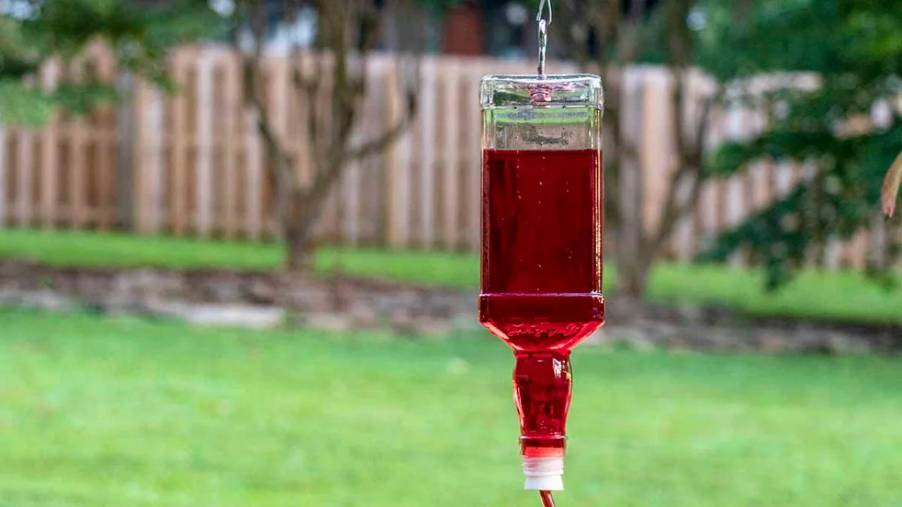 How to Turn a Liquor Bottle Into a Hummingbird Feeder | HGTV, image size:1280x720