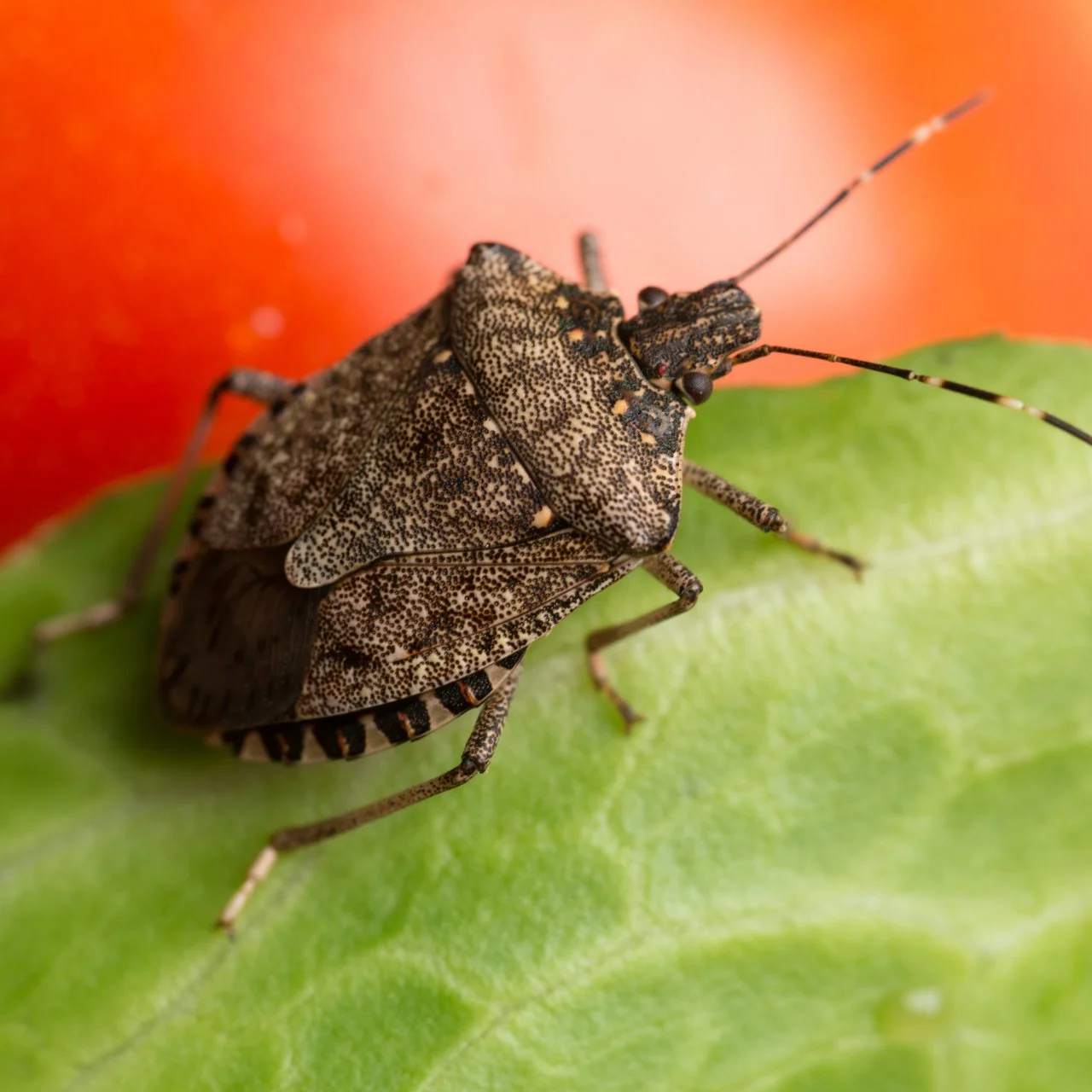 How to Get Rid of Stink Bugs In My House | HGTV