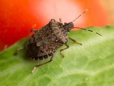 Halyomorpha halys, the brown marmorated stink bug, stink bug on a tomato. (Photo by: Edwin Remsburg/VW Pics via Getty Images)