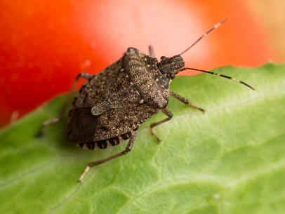 Why Are There So Many Stink Bugs in My House?
