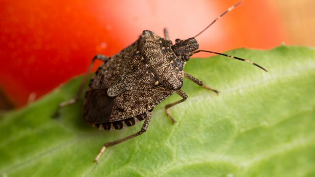 Why Are There So Many Stinkbugs in My House?