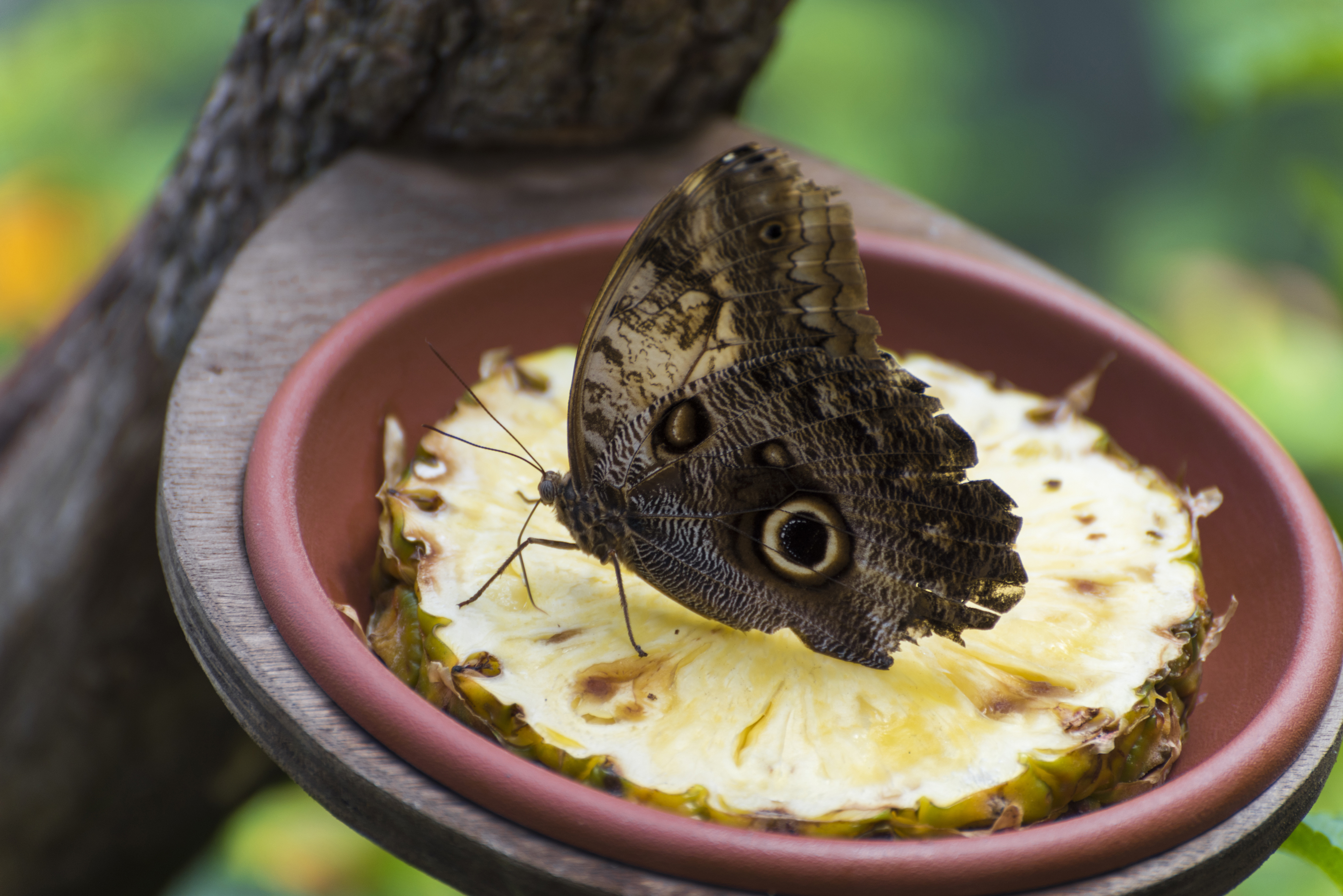 homemade butterfly feeder