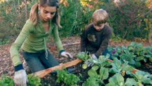 Planting a Raised Garden